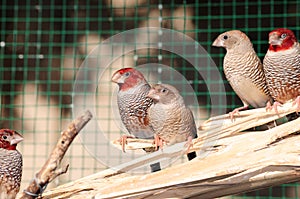 Red face finches