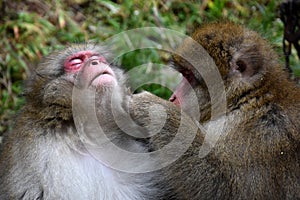 Red face japanese macaque or snow monkey