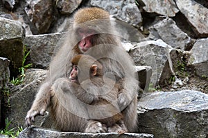 Red face japanese macaque or snow monkey