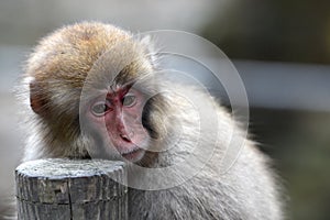 Red face japanese macaque or snow monkey