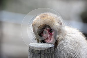 Red face japanese macaque or snow monkey