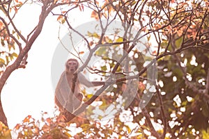 A red face monkey in the forest