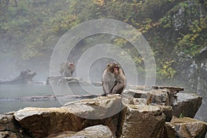 Red face wild monkey at Jigokudani Monkey Park in Yamanouchi, Na