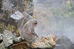 Red face wild monkey at Jigokudani Monkey Park in Yamanouchi, Na