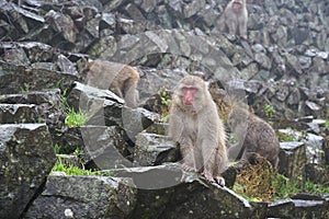 Red face wild monkey at Jigokudani Monkey Park in Yamanouchi, Nagano Japan