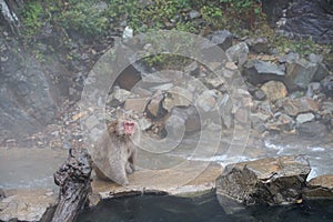 Red face wild monkey at Jigokudani Monkey Park in Yamanouchi, Nagano Japan