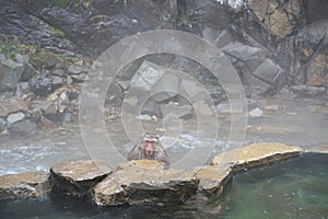 Red face wild monkey at Jigokudani Monkey Park in Yamanouchi, Nagano Japan