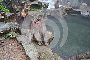 Red face wild monkey at Jigokudani Monkey Park in Yamanouchi, Nagano Japan