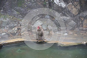 Red face wild monkey at Jigokudani Monkey Park in Yamanouchi, Nagano Japan