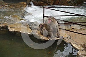 Red face wild monkey mother and baby at Jigokudani Monkey Park i