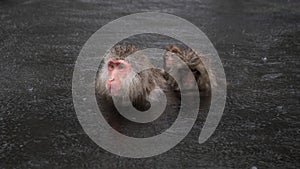 Red-faced macaques