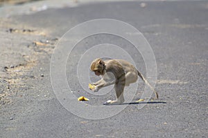 Red-faced Monkey or Rhesus Macaque or rhesus monkey Sitting