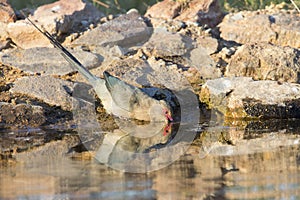 Red Faced Mouse Bird drinking water at waterhole in the Kalahar