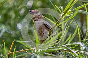 A red-faced mouse bird sits on a branch in the park