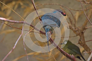 A red-faced mouse bird sits on a branch in the park.