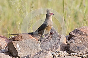 Red Faced Mouse Bird sitting on a rock at waterhole in the Kalahari