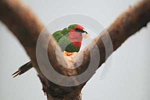 Red-faced parrot finch