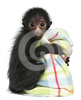 Red-faced Spider Monkey, Ateles paniscus