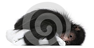 Red-faced Spider Monkey, Ateles paniscus