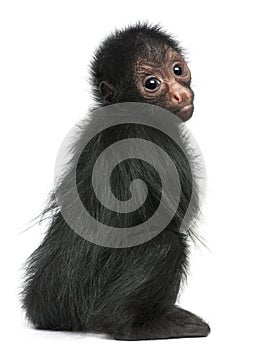 Red-faced Spider Monkey, Ateles paniscus photo