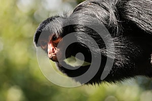 The red-faced spider monkey (Ateles paniscus)