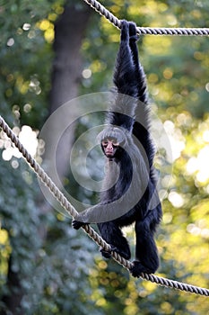 The red-faced spider monkey (Ateles paniscus)