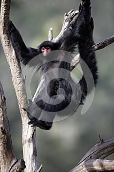 Red-faced spider monkey, Ateles paniscus