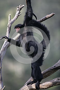 Red-faced spider monkey, Ateles paniscus