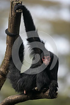 Red-faced spider monkey, Ateles paniscus