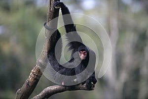 Red-faced spider monkey, Ateles paniscus