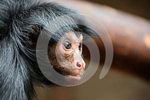 Red Faced Spider Monkey