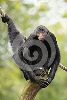 Red-faced spider monkey sitting on tree and holding rope by tail