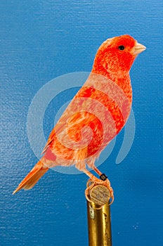 Red factor Color Canary Bird