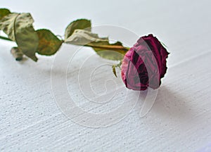 Red fading rose on a white background. close-up. Concept: old age, finale, withering