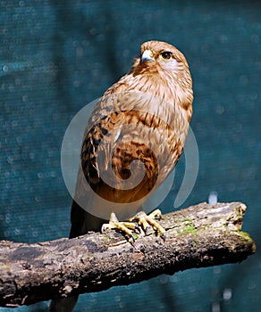 Red falcon photo