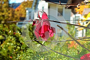Red. Fall. Fall foliage