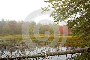 Red fall foliage in fog at Morey Pond, New Hampshire