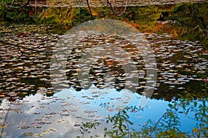 Red Fall foliage leaf colours near the pond with tree reflection in water. Landscape of beautiful garden before sunset