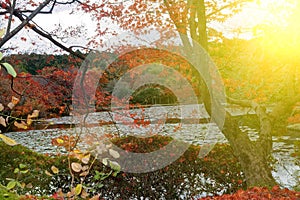 Red Fall foliage leaf colours near the pond with tree reflection in water. Landscape of beautiful garden before sunset