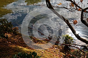 Red Fall foliage leaf colours near the pond with tree reflection in water. Landscape of beautiful garden before sunset