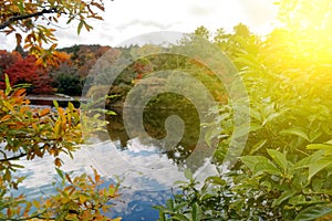 Red Fall foliage leaf colours near the pond with tree reflection in water. Landscape of beautiful garden before sunset