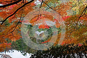 Red Fall foliage leaf colours near the pond with tree reflection in water. Landscape of beautiful garden before sunset