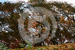 Red Fall foliage leaf colours near the pond with tree reflection in water. Landscape of beautiful garden before sunset