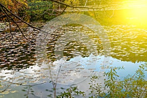 Red Fall foliage leaf colours near the pond with tree reflection in water. Landscape of beautiful garden before sunset