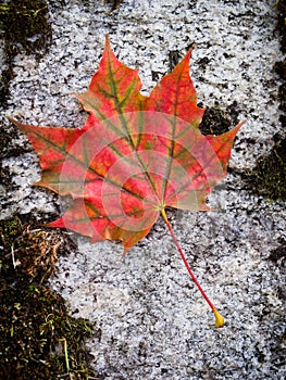 Red fall leaf