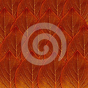 Red fall leaf background