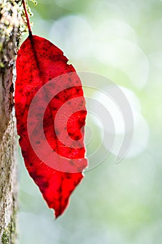 Red Fall Leaf