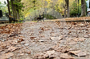 Red Fall Leaves and Bench Yellow forest in Park Borjomi