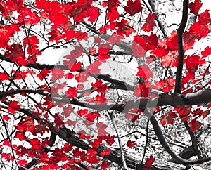 Red Fall Leaves on Black and White