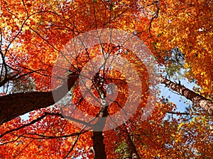Red fall leaves on trees upward view